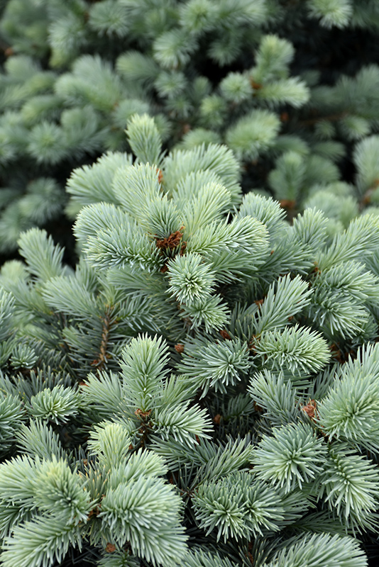 Zafiro Colorado Blue Spruce (Picea pungens 'Zafiro') at Gertens