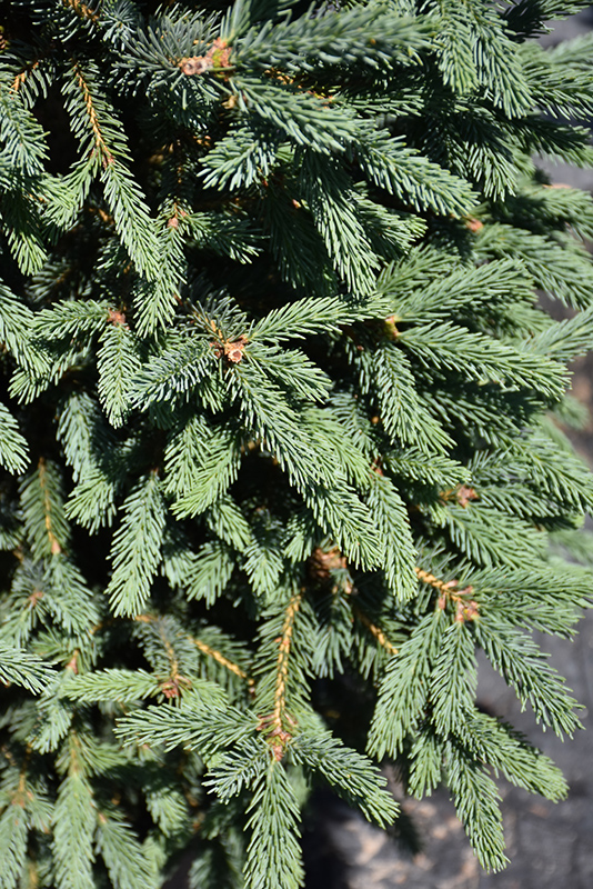 Blue Teardrop Black Spruce (Picea mariana 'Blue Tear Drop') at Gertens