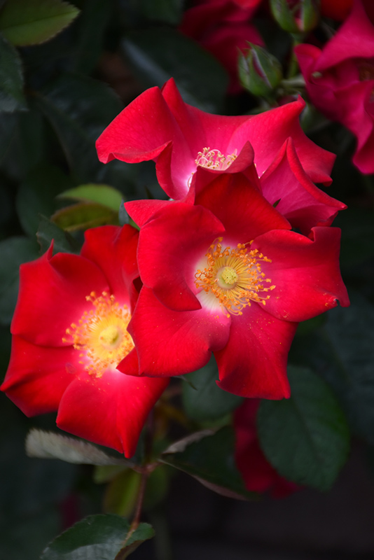 Easy Elegance® Screaming Neon Red™ Shrub Rose (Rosa 'BAIneon') at Gertens