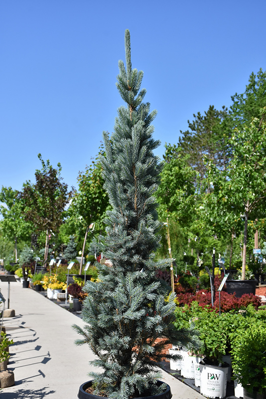 Blue Totem Colorado Blue Spruce (Picea pungens 'Blue Totem') at Gertens