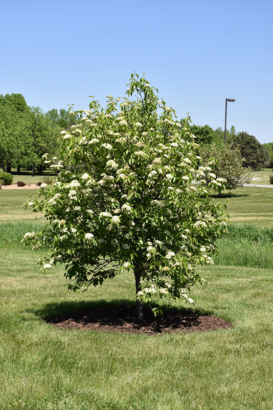 Nannyberry Viburnum (tree form) (Viburnum lentago (tree form)) at Gertens