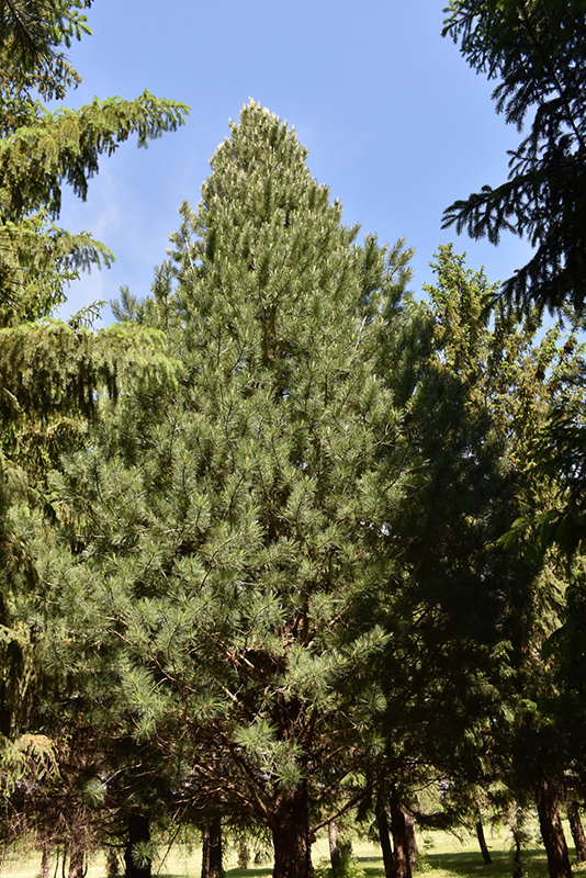 Prairie Statesman® Swiss Stone Pine (Pinus cembra 'Herman') at Gertens