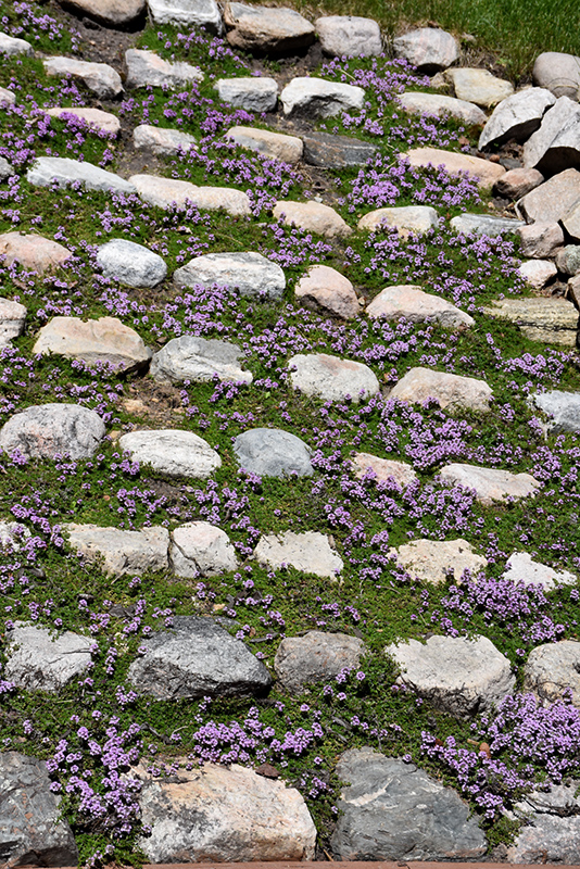 Purple Carpet Creeping Thyme (Thymus praecox 'Purple Carpet') at Gertens