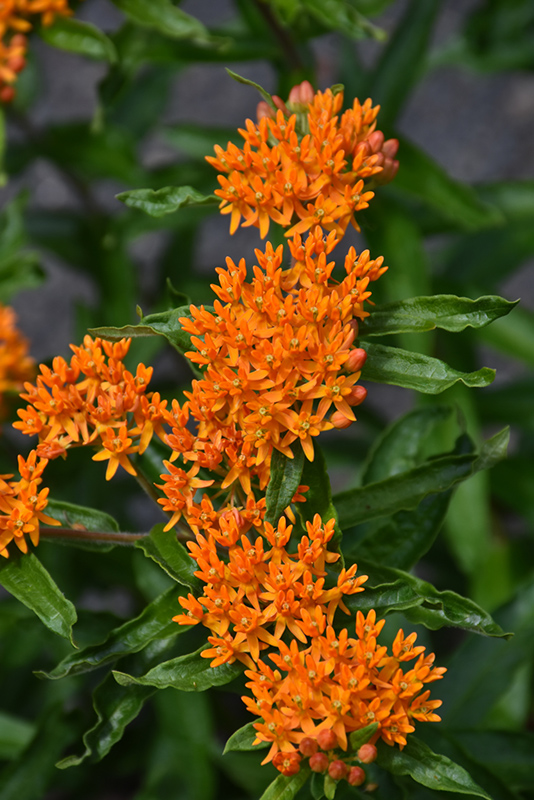 Butterfly Weed (Asclepias tuberosa) at Gertens