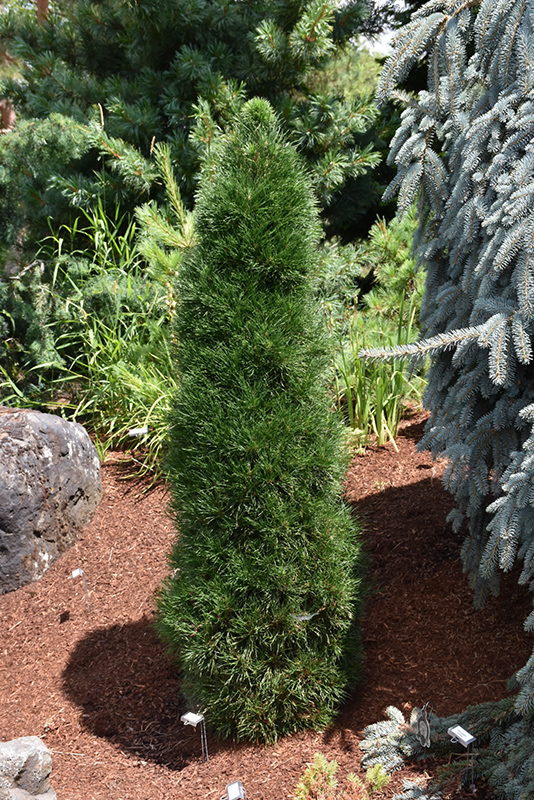 Green Penguin Scotch Pine (Pinus sylvestris 'Green Penguin') at Gertens