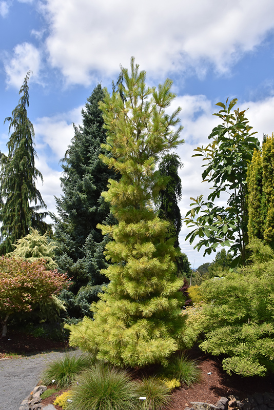 Eastern white pine (Pinus strobus), Minnesota DNR