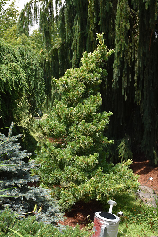 Goldilocks Japanese White Pine (Pinus parviflora 'Goldilocks') at Gertens