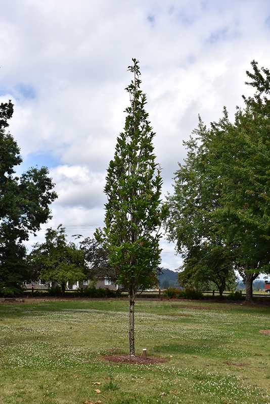 Beacon® Swamp White Oak (Quercus bicolor 'Bonnie and Mike') at Gertens