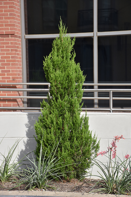 Emerald Feather™ Eastern Red Cedar (Juniperus virginiana 'J. N. Select  Green') in Inver Grove Heights, Minnesota (MN) at Gertens