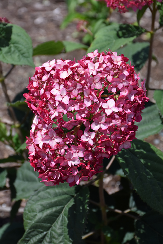 Invincibelle® Ruby Hydrangea (Hydrangea arborescens 'NCHA3') at Gertens