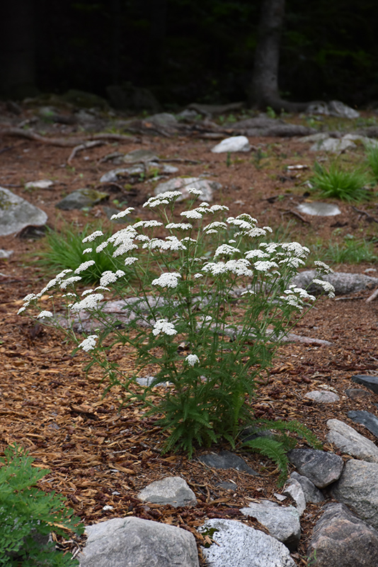 Common Yarrow (Achillea millefolium) at Gertens