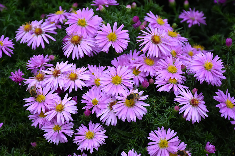 Wood's Pink Aster (Aster 'Woods Pink') at Gertens