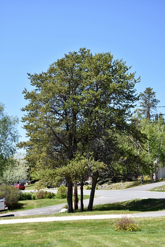 Jack Pine (Pinus banksiana) in Inver Grove Heights, Minnesota (MN) at