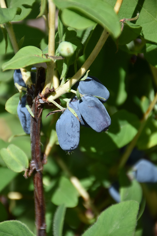 Berry Blue™ Haskap (Lonicera caerulea 'Berry Smart Blue') at Gertens