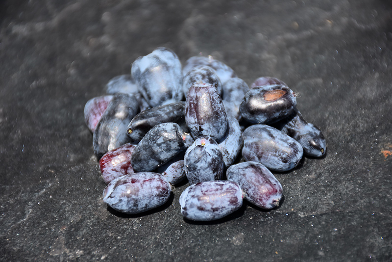 Berry Blue™ Haskap (Lonicera caerulea 'Berry Smart Blue') at Gertens