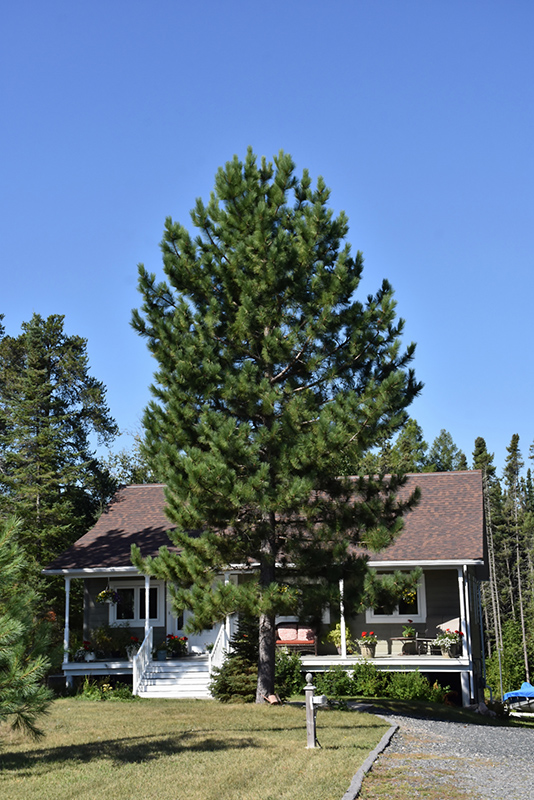 Norway Pine (Pinus resinosa) at Gertens