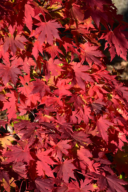 Northern Glow® Maple (Acer 'Hasselkus') at Gertens