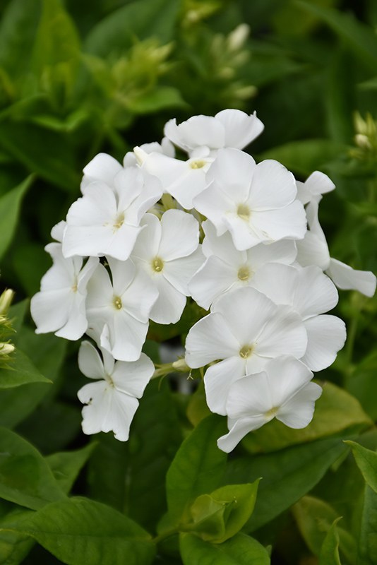 Flame® White Garden Phlox (Phlox paniculata 'Flame White') at Gertens