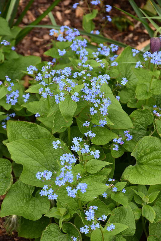 False Forget-Me-Not (Brunnera macrophylla) in Inver Grove Heights,  Minnesota (MN) at Gertens