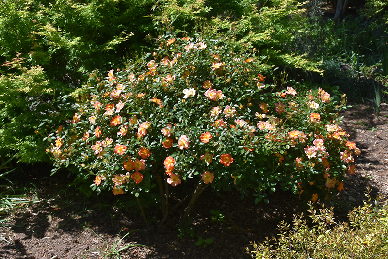 Oso Easy® Paprika Shrub Rose (Rosa 'ChewMayTime') at Gertens