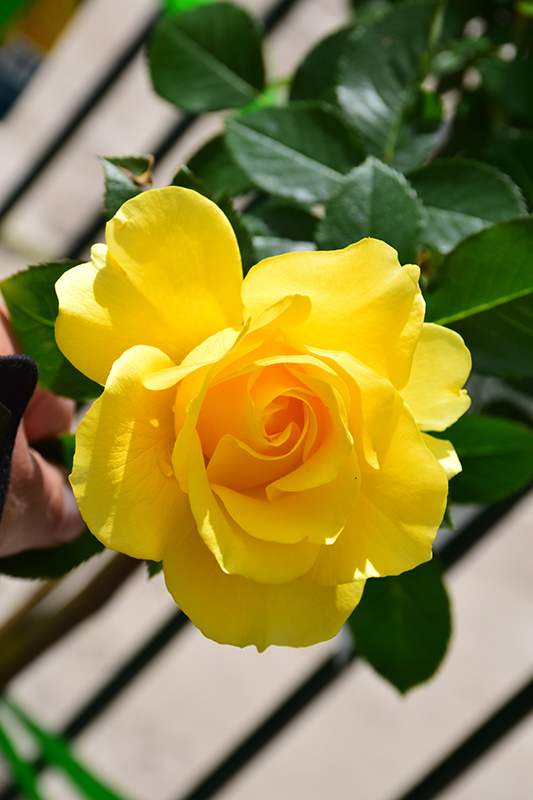 Sparkle & Shine™ Floribunda Rose (Rosa 'WEKjunjuc') at Gertens