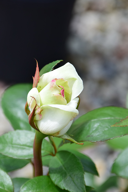 Sugar Moon™ Hybrid Tea Rose (Rosa 'WEKmemolo') at Gertens
