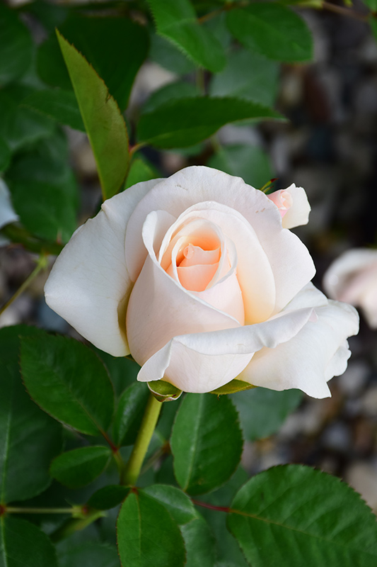 Easy Spirit Floribunda Rose (Rosa 'WEKmereadoit') in Inver Grove