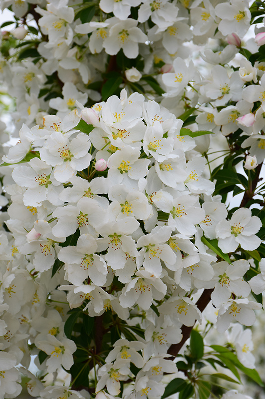 Adirondack Flowering Crabapple (Malus 'Adirondack') at Gertens