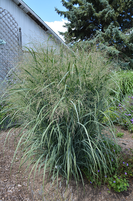 North Wind Switchgrass (Panicum virgatum 'Northwind') at Gertens