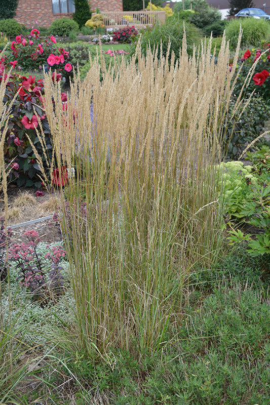 El Dorado Feather Reed Grass (Calamagrostis x acutiflora 'El Dorado') at Gertens