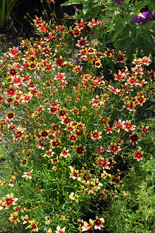 Satin & Lace™ Red Chiffon Coreopsis (Coreopsis 'Red Chiffon') at Gertens