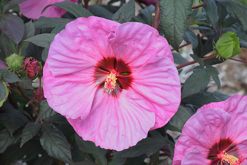 Summerific® Berry Awesome Hibiscus (Hibiscus 'Berry Awesome') at Gertens
