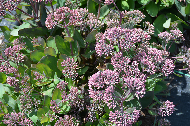 Thunderhead Sedum (Sedum 'Thunderhead') in Inver Grove Heights ...