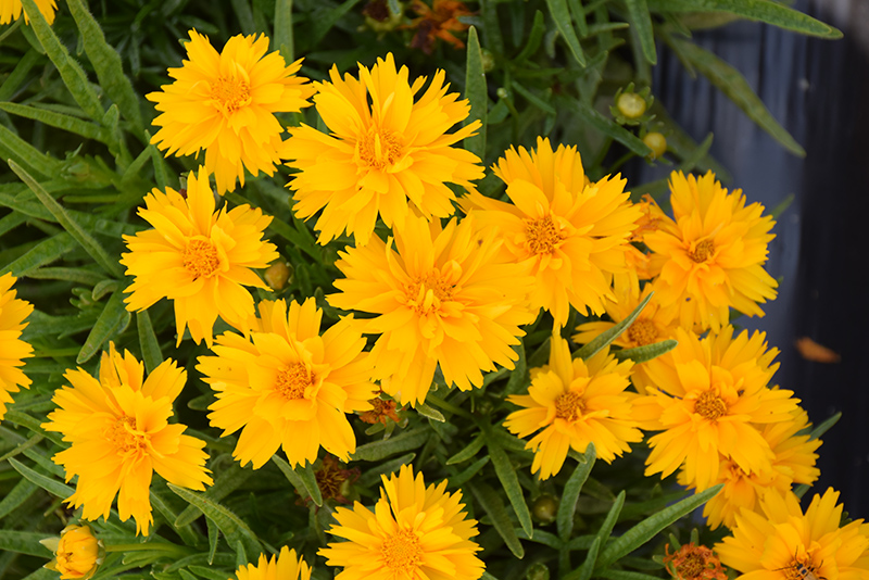 Double the Sun Tickseed (Coreopsis grandiflora 'Double the Sun') at Gertens
