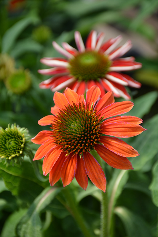 Artisan Red Ombre Coneflower (Echinacea 'PAS1257973') at Gertens