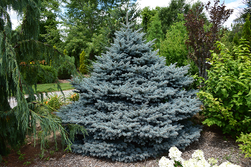 Montgomery Colorado Blue Spruce (Picea pungens 'Montgomery') at Gertens