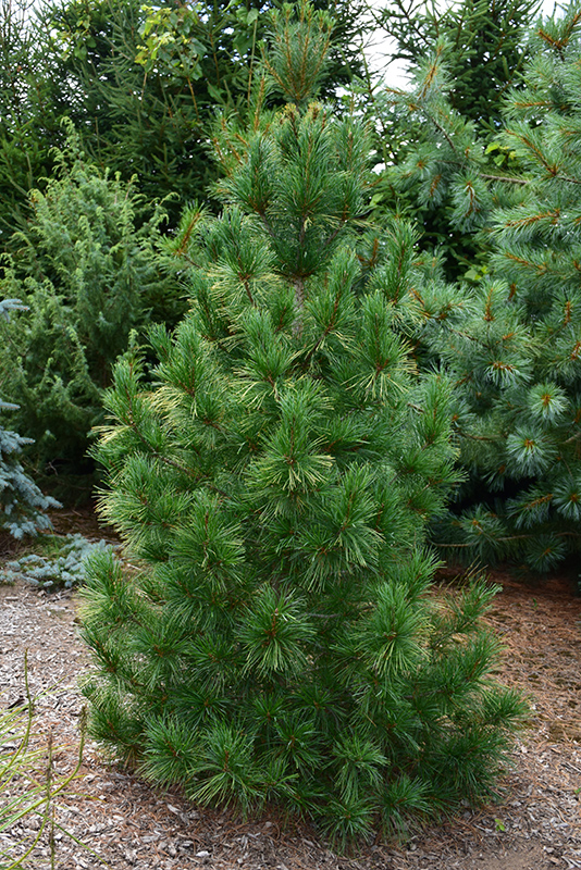 Columnar White Pine (Pinus strobus 'Fastigiata') at Gertens