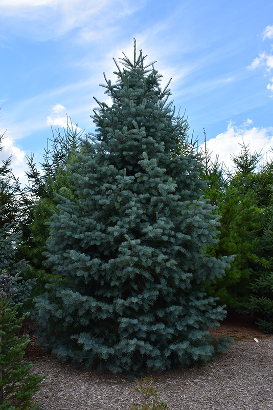 Bonny Blue Colorado Blue Spruce (Picea pungens 'Bonny Blue') at Gertens