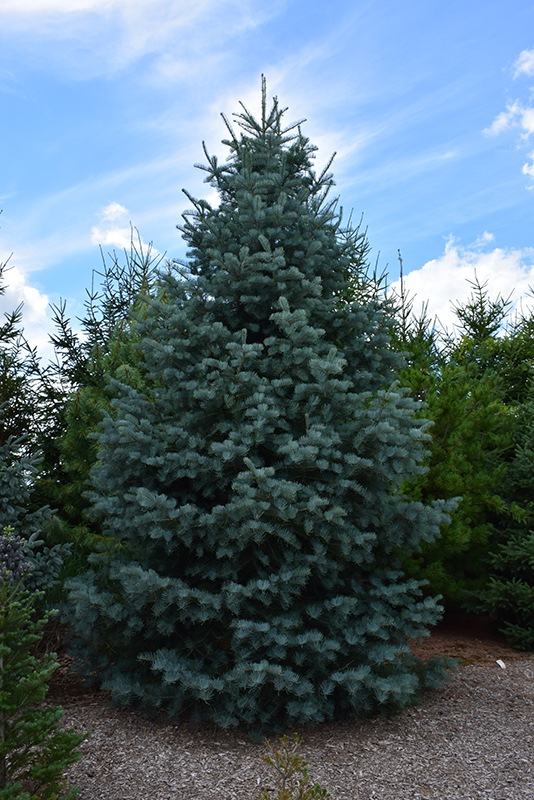 Spruce, Colorado Bonny Blue