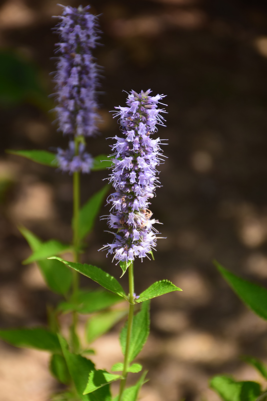 Blue Fortune Anise Hyssop (Agastache 'Blue Fortune') at Gertens