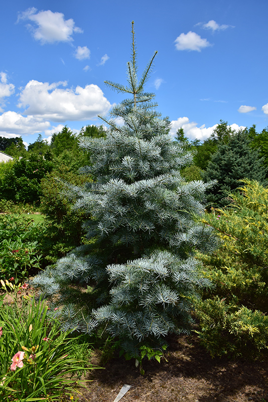 Blue Cloak Concolor Fir (Abies concolor 'Blue Cloak') in Inver Grove ...