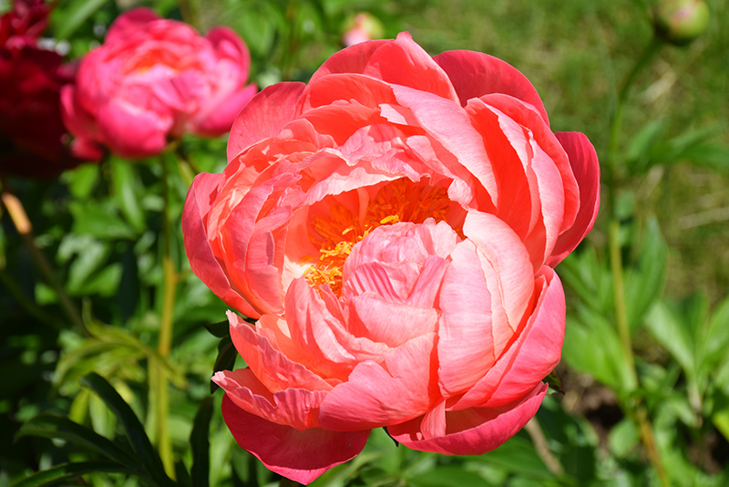 Coral Charm Peony (Paeonia 'Coral Charm') at Gertens