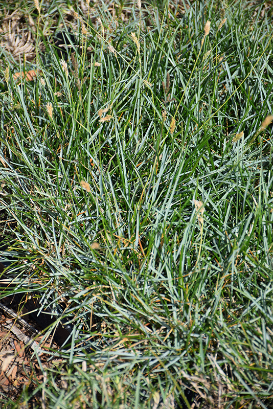 Blue Moor Grass (Sesleria caerulea) at Gertens