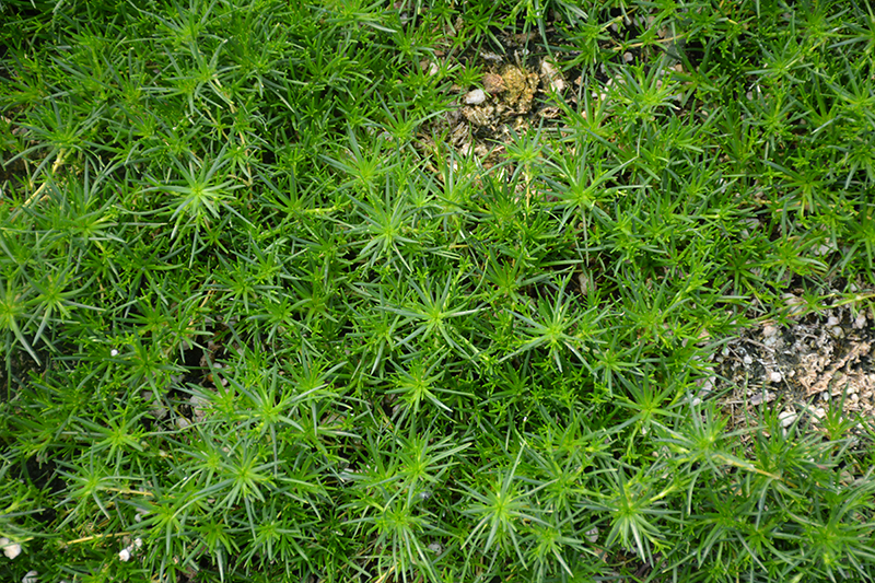Irish Moss (Sagina subulata) at Gertens