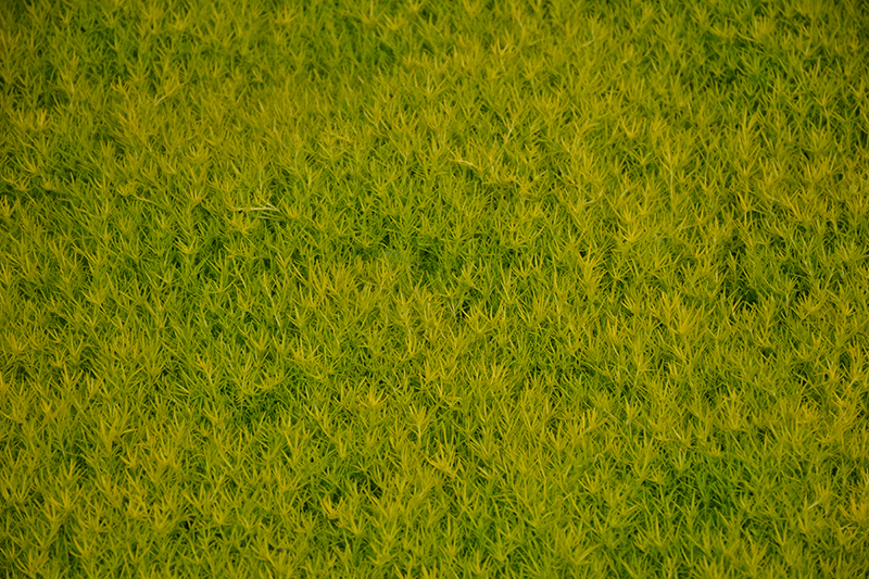 Scotch Moss (Sagina subulata 'Aurea') at Gertens