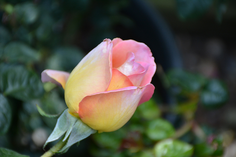 Peace Hybrid Tea Rose (Rosa 'Peace') at Gertens