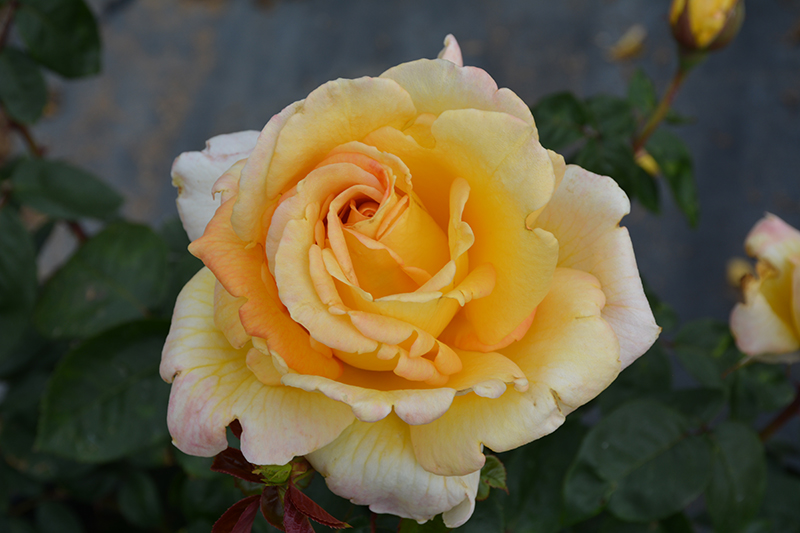 Oregold Hybrid Tea Rose (Rosa 'Oregold') at Gertens