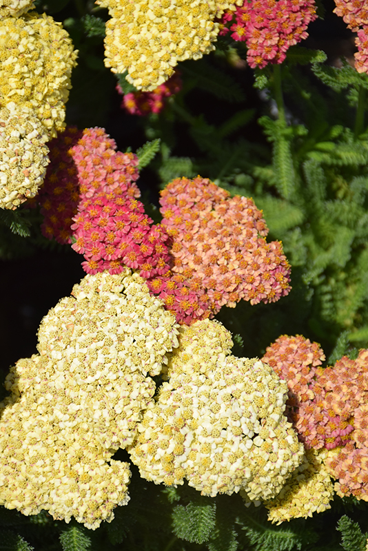 Achillea millefolium DESERT EVE™ 'Deep Rose