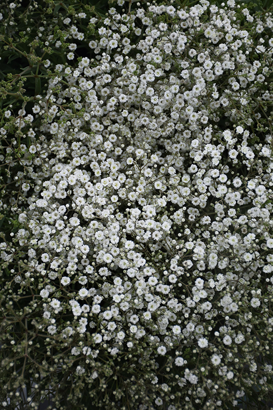 Babys Breath, Early Snowball - Burpee