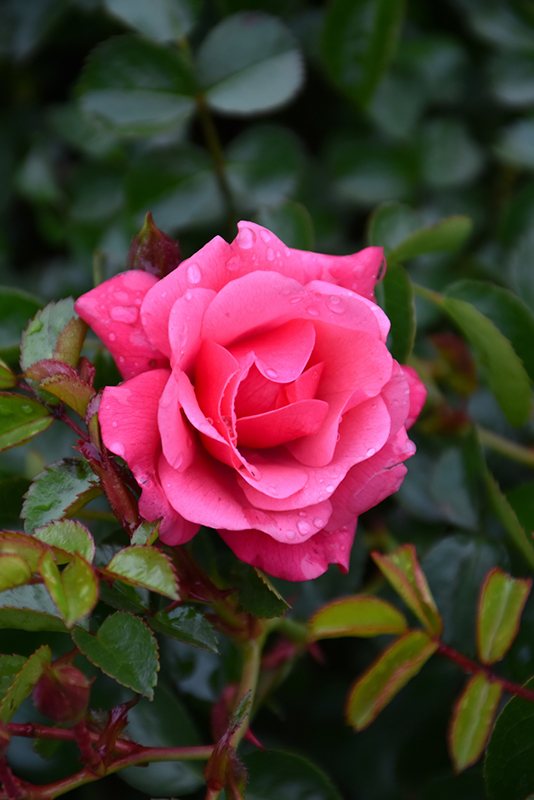 Flower Carpet® Pink Supreme Rose (Rosa 'Flower Carpet Pink Supreme') at Gertens
